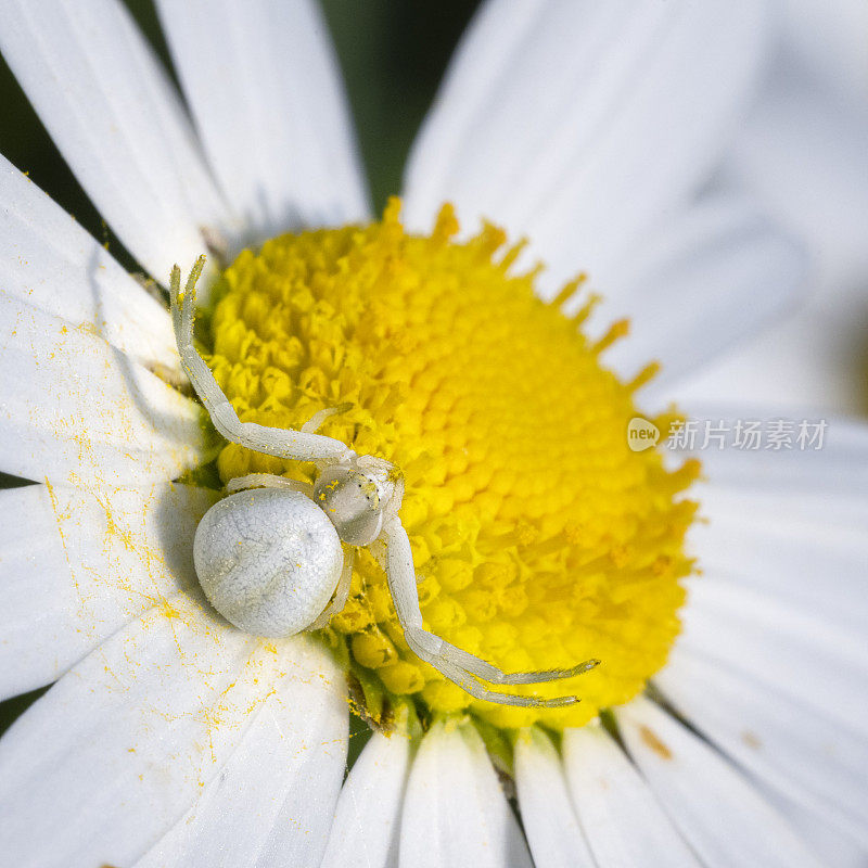 花(蟹)蜘蛛[Misumena Vatia]等待猎物